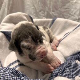Hot Pink Girl - Harlequin female Great Dane puppy in Albertville, Alabama from Wild Willow Danes
