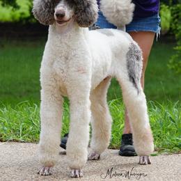 George - Poodle