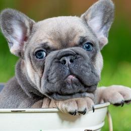 French Bulldogs from Ross Family Frenchies