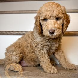 Gertie (maroon collar) - Apricot female Goldendoodle puppy in Murrieta, California from Apricot Poodles & Goldendoodles, LLC