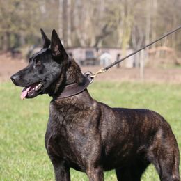 Joy - Dutch Shepherd