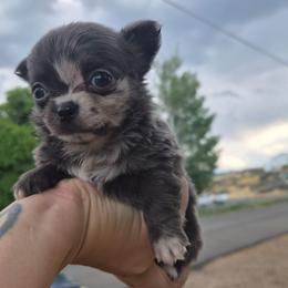 Visenya - Blue female Chihuahua puppy in Silver Summit, Utah from Snow Peak Kennel