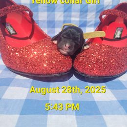 Yellow - Black white and tan female Cockapoo puppy in Dayton, Ohio from There's no place like home spaniels