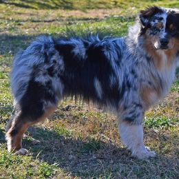 Shade - Blue merle male Miniature Australian Shepherd puppy in Brooker, Florida from Triple Branch Aussies