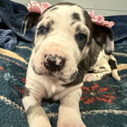 Paige - Harlequin female Great Dane puppy in Hutchinson, Kansas from Dappled Danes