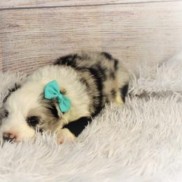 Border Collie Puppies from Team Reeves Ranch