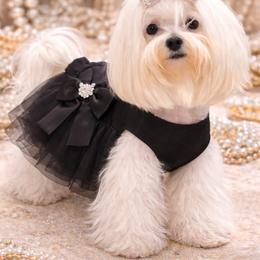 Bella - Maltese