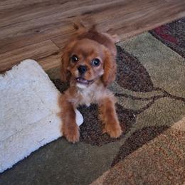 You name - Ruby male Cavalier King Charles Spaniel puppy in Holbrook, New York from Merimaur Goldens and Cavaliers