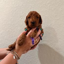 Girl 2 - Red  female Goldendoodle puppy in Pearland, Texas from Double Shot Boykins