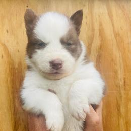 Kavik - Agouti and white male Siberian Husky puppy in Thomasville, Georgia from Southern Blues Siberian Huskies