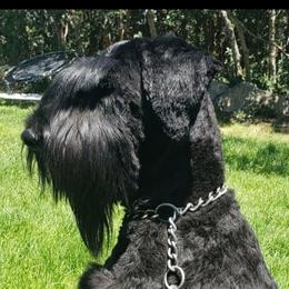 Cleo - Giant Schnauzer