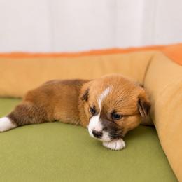 Lilo - Red female Pembroke Welsh Corgi puppy in Aumsville, Oregon from West Coast Corgi