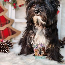 Annie Okley - Yorkshire Terrier