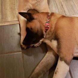 Akita Puppies from Mizuki Akita LLC.
