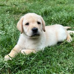 Garnet - Yellow male Labrador Retriever puppy in Rock Hill, South Carolina from North Star Retrievers