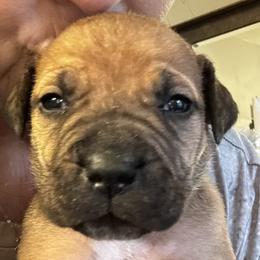 Cinderella - Fawn female Boerboel puppy in Bon Aqua, Tennessee from Erickson Ranch Boerboels