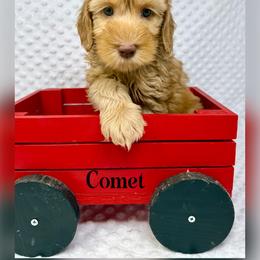 Comet - Caramel cream male Australian Labradoodle puppy in Sacramento, California from Delta Breeze Labradoodles