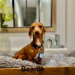 Beanie - Dachshund