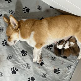 Pembroke Welsh Corgi Puppies from Trestle Creek Corgis