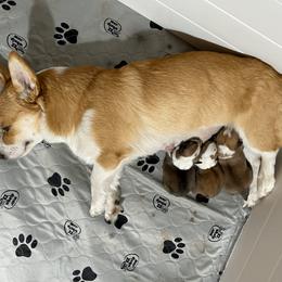 Pembroke Welsh Corgi Puppies from Trestle Creek Corgis