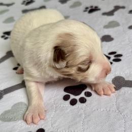 Mr. Freeze - White and seal male Border Collie puppy in Rickman, Tennessee from Roaring River Border Collies