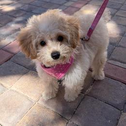 Rosie - Apricot female Maltipoo puppy in Apple Valley, California from Boujeepups