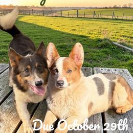 Pembroke Welsh Corgi puppies from KnR Antler Dogs ~ Labrador Retrievers & Corgis