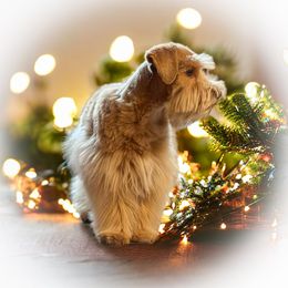 Simba - Miniature Schnauzer