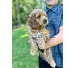 Cockapoo Puppies from Chesley Hill Cockapoos