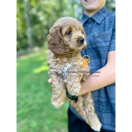 Cockapoo Puppies from Chesley Hill Cockapoos
