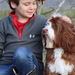 Australian Labradoodles from Dawson Creek Australian Labradoodles
