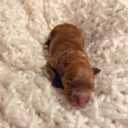 Boy 2 - male Goldendoodle puppy in Nacogdoches, Texas from Designer Doodles