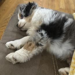 Miniature Australian Shepherd Puppies from Wes Whitehead