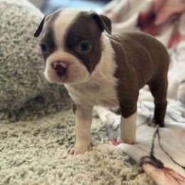 Cinnamon - Red female Boston Terrier puppy in Spokane Valley, Washington from Saltese Acres Boston Terriers