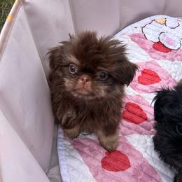Ledger - Liver and white male Shih Tzu puppy in Trinity, North Carolina from Trinity Shih Tzu