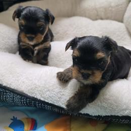 Hutch - Black and tan male Yorkshire Terrier puppy in Charleston, West Virginia from Chuck City Danes & Yorkies