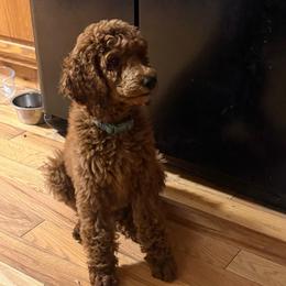 Bellini - Red  female Poodle puppy in Mount Vernon, Illinois from AMC Poodles