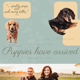 Flint - Dapple male Dachshund puppy in Erick, Oklahoma from 4-L Backyard Dach