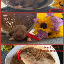 Nami - Red and white female Siberian Husky puppy in Canton, Ohio from Bleu Skies Siberian Huskies