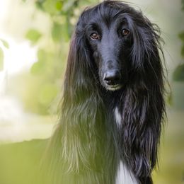 Luna - Afghan Hound