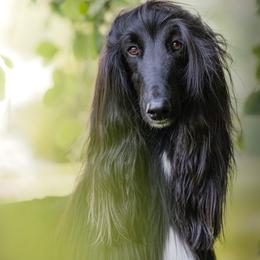 Luna - Afghan Hound