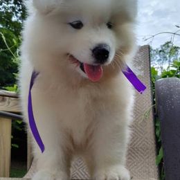 Samoyed Puppies from Mountain Laurel Samoyeds