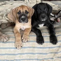 Great Danes from Big Paw Great Danes