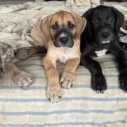 Great Danes from Big Paw Great Danes