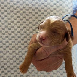 Durango - Red  male Goldendoodle puppy in Chino Valley, Arizona from Bass Creek Doodles
