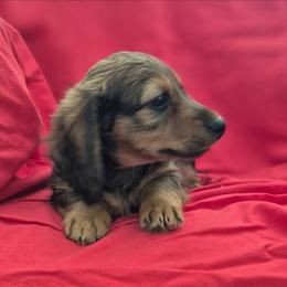 Adam AKC Shaded Red - Red male Dachshund puppy in Los Angeles, California from Sterling Dachshunds