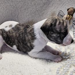 Boy 1 - Fawn brindle male Whippet puppy in Kalamazoo, Michigan from Clarriott Whippets & Cavapoos