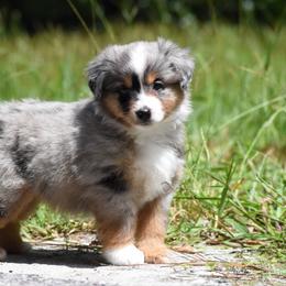 Chip - Blue merle male Miniature American Shepherd puppy in Gainesville, Florida from MarvelMAS Miniature American Shepherds