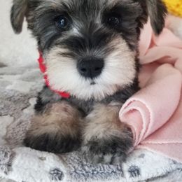 Girl 2 - Salt and pepper Miniature Schnauzer puppy in Kannapolis, North Carolina from Schnauzer Affinity