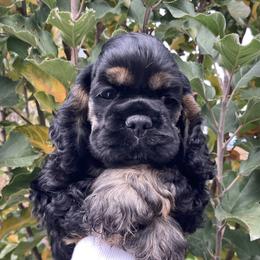 Cocker Spaniel Puppies from Doc's Cockers